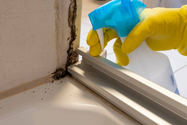 Best Black Mold Removal  in Scottsbluff, NE