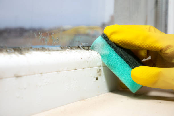 Best Mold Remediation  in Scottsbluff, NE