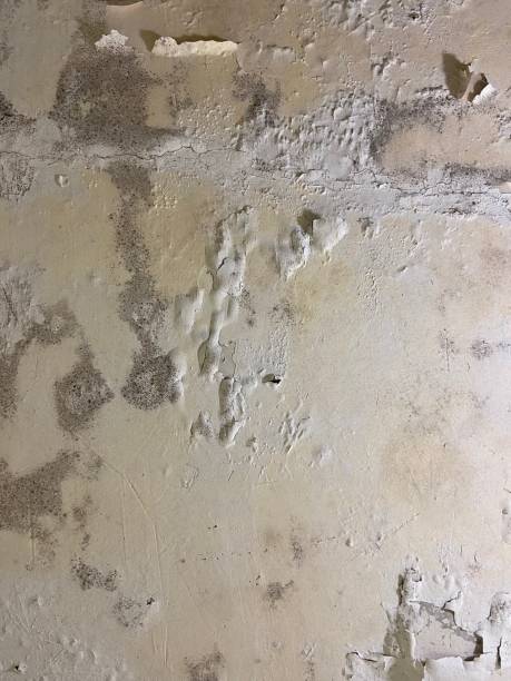 Best Affordable Mold Removal  in Scottsbluff, NE