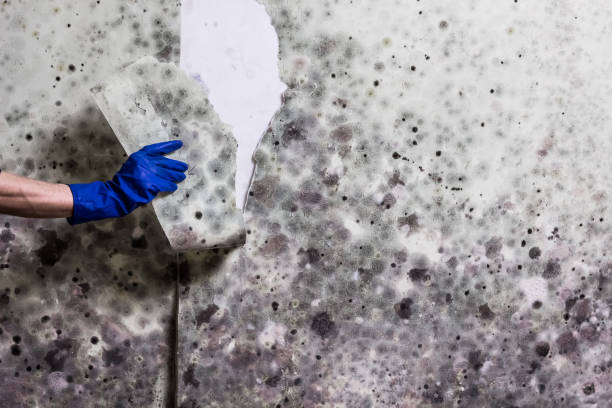Best Crawl Space Mold Removal  in Scottsbluff, NE