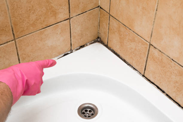 Best Mold Remediation Experts  in Scottsbluff, NE